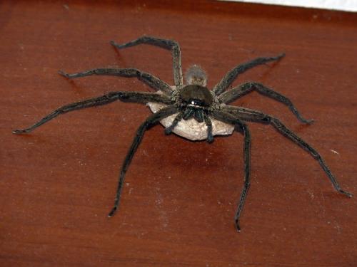 Heteropoda venatoria